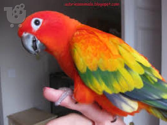 PoulaTo: κόκκινο παπαγάλο Conure ήλιο για € 200